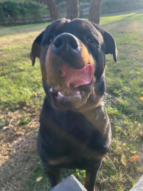 Enlarge Artie, a Adopted Rottweiler in Perkasie, PA image 5/6