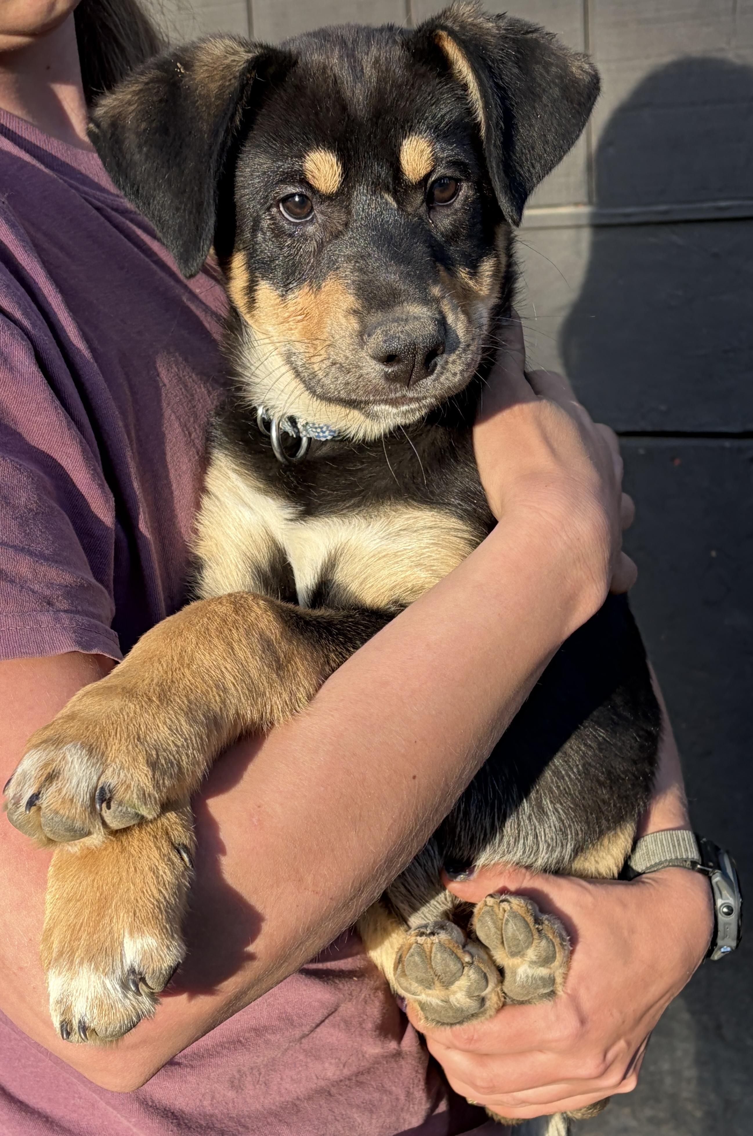 Enlarge Mufasa, a ADOPTABLE mixed breed in Pagosa Springs, CO image 2/3