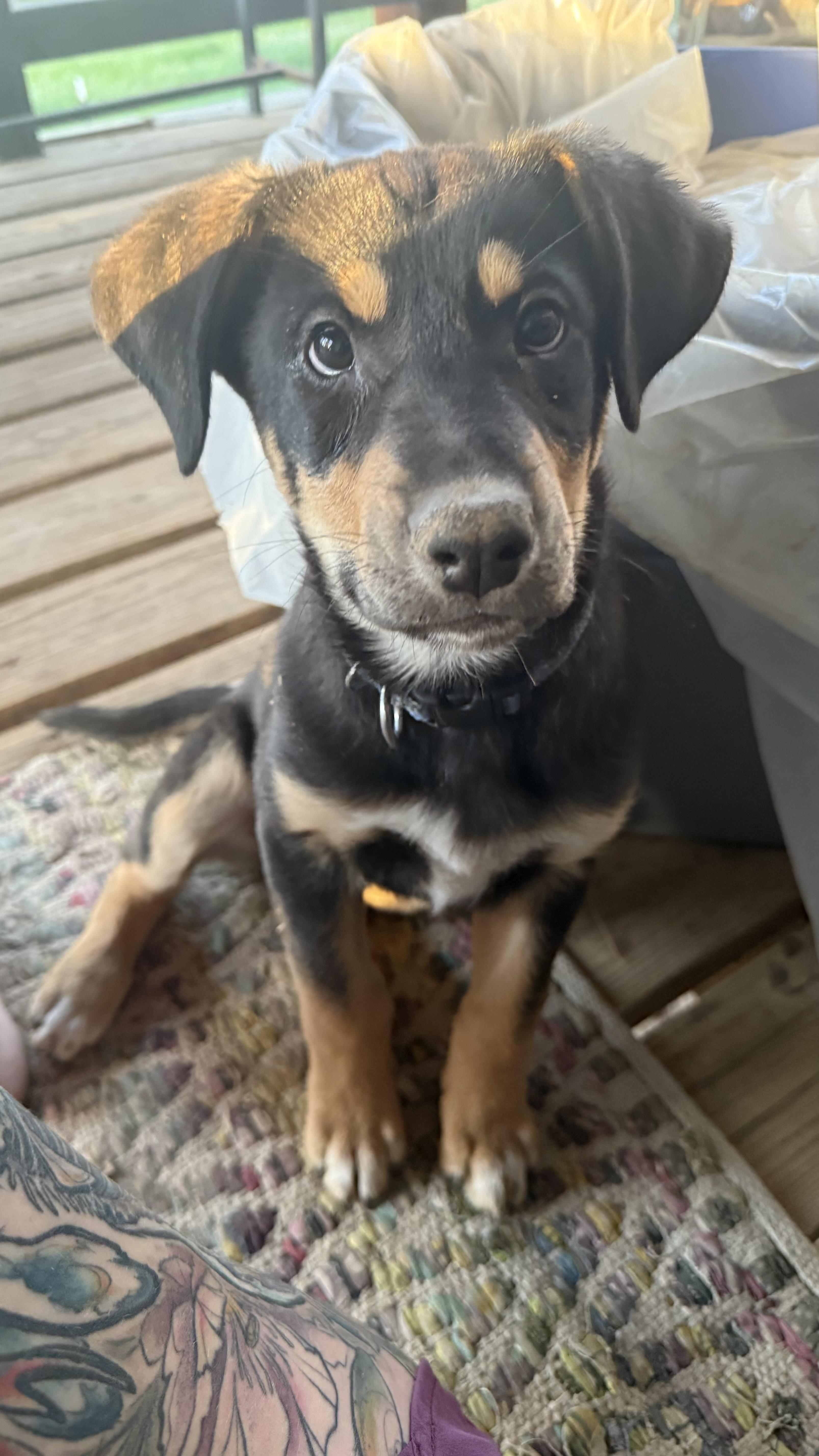 Enlarge Mufasa, a ADOPTABLE mixed breed in Pagosa Springs, CO image 3/3
