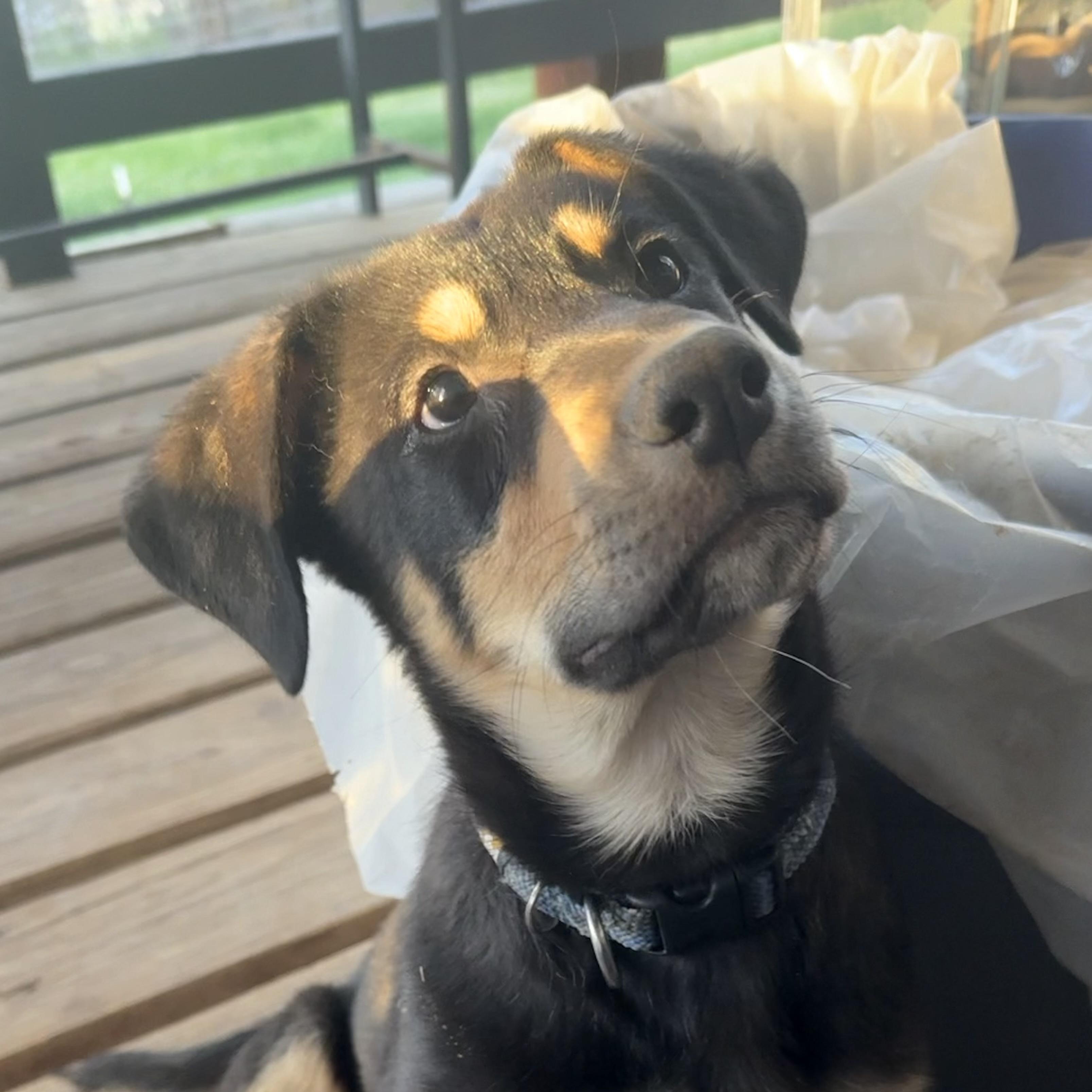 Mufasa, ADOPTABLE, Puppy Male Shepherd.