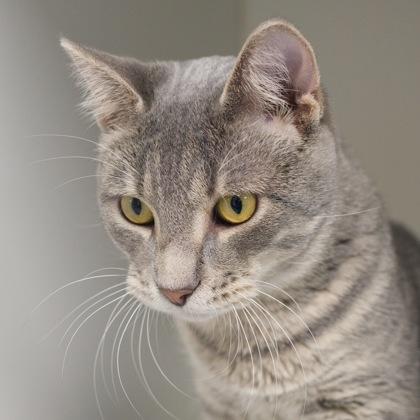 Enlarge Shiloh, a Adoptable Domestic Short Hair in Verona, WI image 1/3