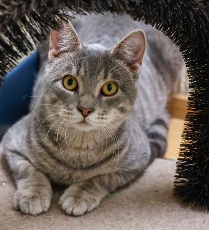 Shiloh, Adoptable, Young Male Domestic Short Hair & Domestic Short Hair.