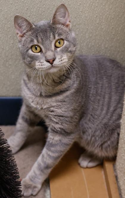 Enlarge Shiloh, a Adoptable Domestic Short Hair in Verona, WI image 3/3