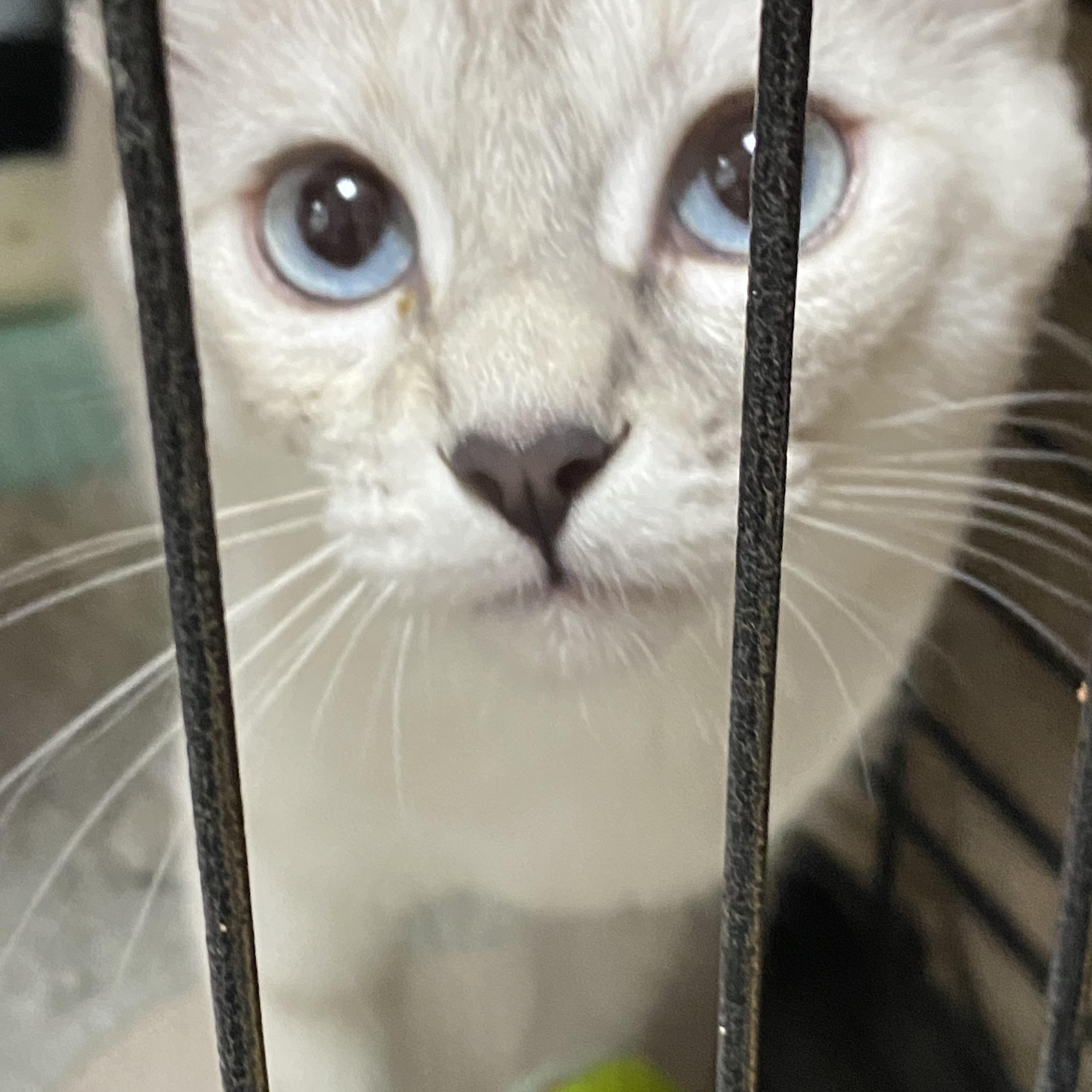 Daquari, Adoptable, Young Female Siamese.