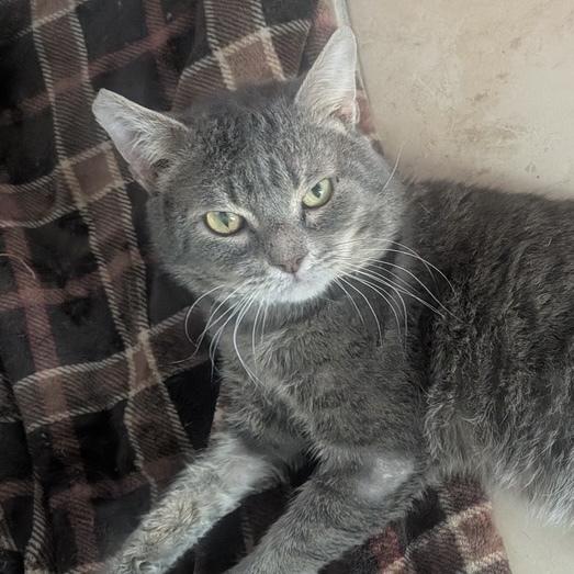 Bob (aka Bobby), a Adoptable Domestic Short Hair in Chicago, IL image 1/6
