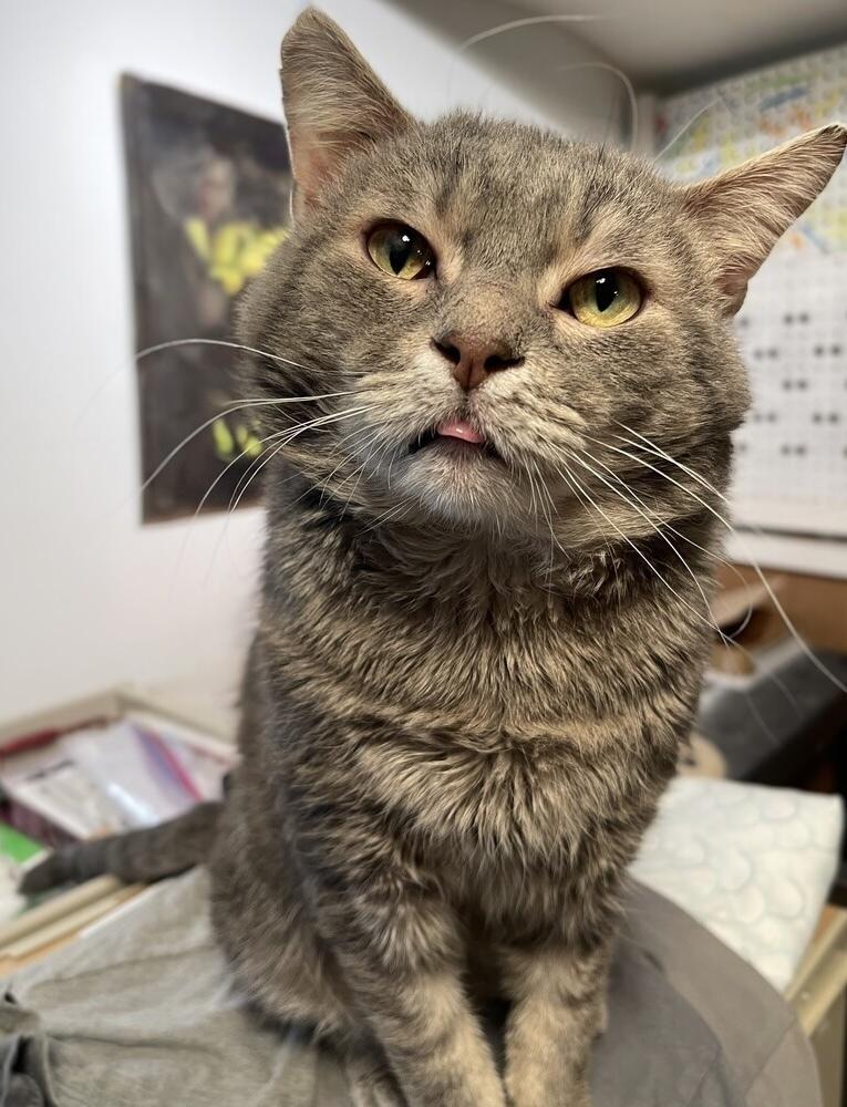 Bob (aka Bobby), a Adoptable Domestic Short Hair in Chicago, IL image 2/6