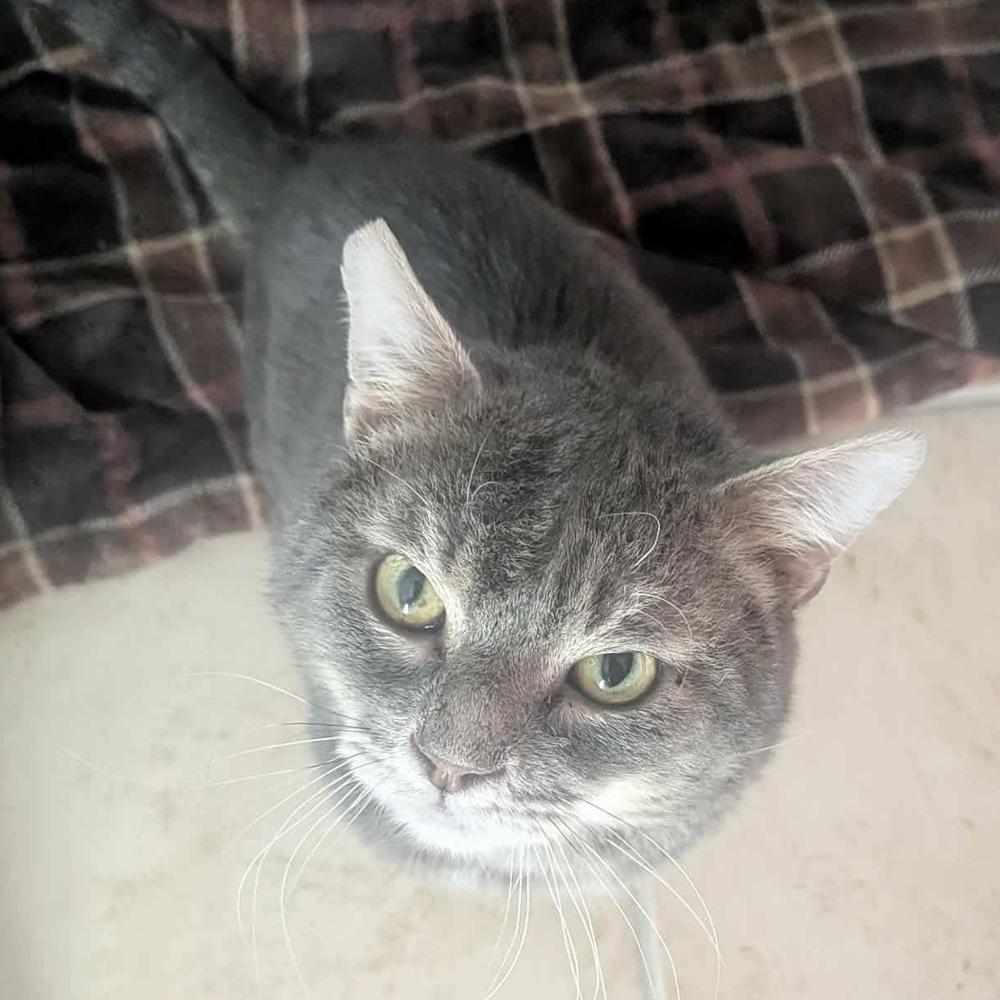 Bob (aka Bobby), a Adoptable Domestic Short Hair in Chicago, IL image 3/6