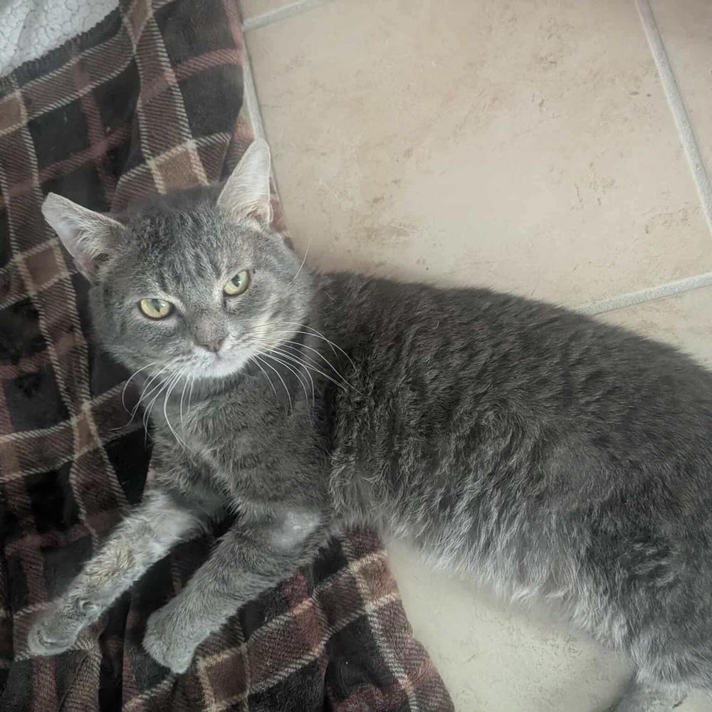 Bob (aka Bobby), a Adoptable Domestic Short Hair in Chicago, IL image 4/6