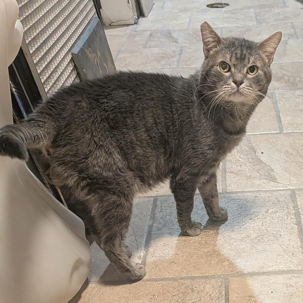 Bob (aka Bobby), a Adoptable Domestic Short Hair in Chicago, IL image 5/6