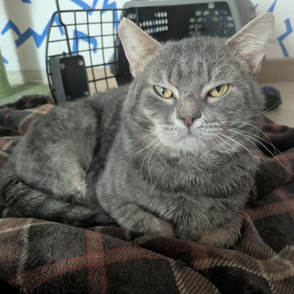 Bob (aka Bobby), a Adoptable Domestic Short Hair in Chicago, IL image 6/6