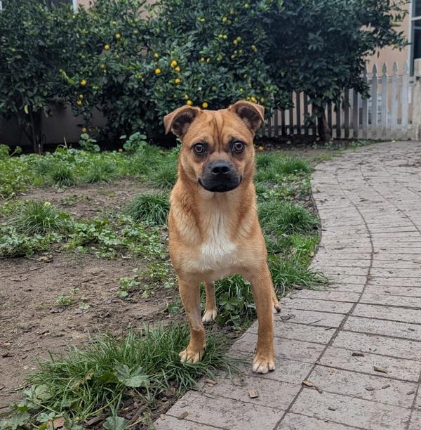 Persimmon, a Adoptable mixed breed in Santa Rosa, CA image 1/2