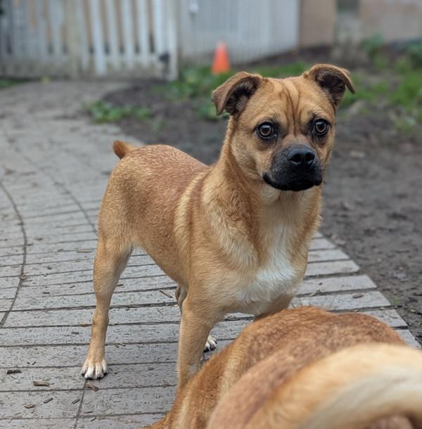 Persimmon, a Adoptable mixed breed in Santa Rosa, CA image 2/2