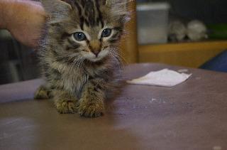 Sabastian, Adopted, Senior Male Domestic Long Hair.
