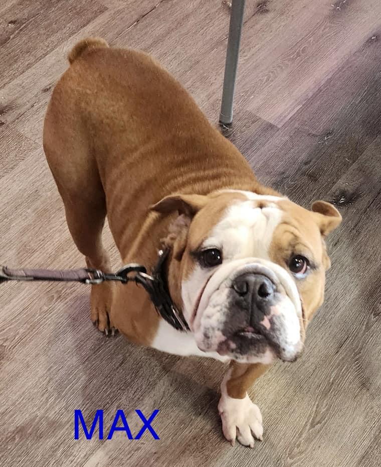 Enlarge Maxx, an adopted English Bulldog in Albuquerque, NM image 1/1