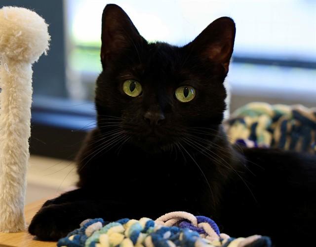 INTEGRITY, Adoptable, Adult Female Domestic Short Hair.