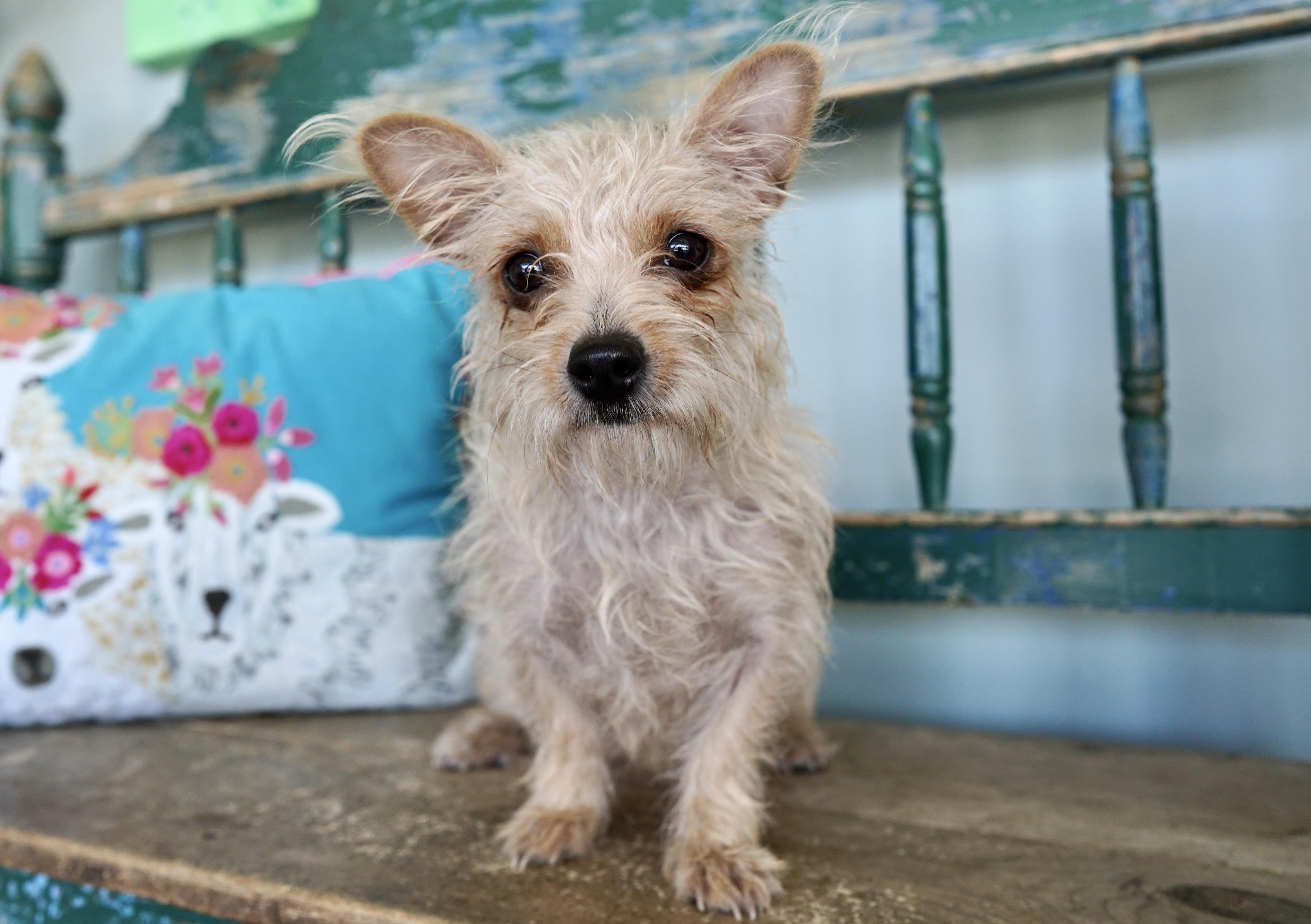 Mary Shelley thumbnail 2