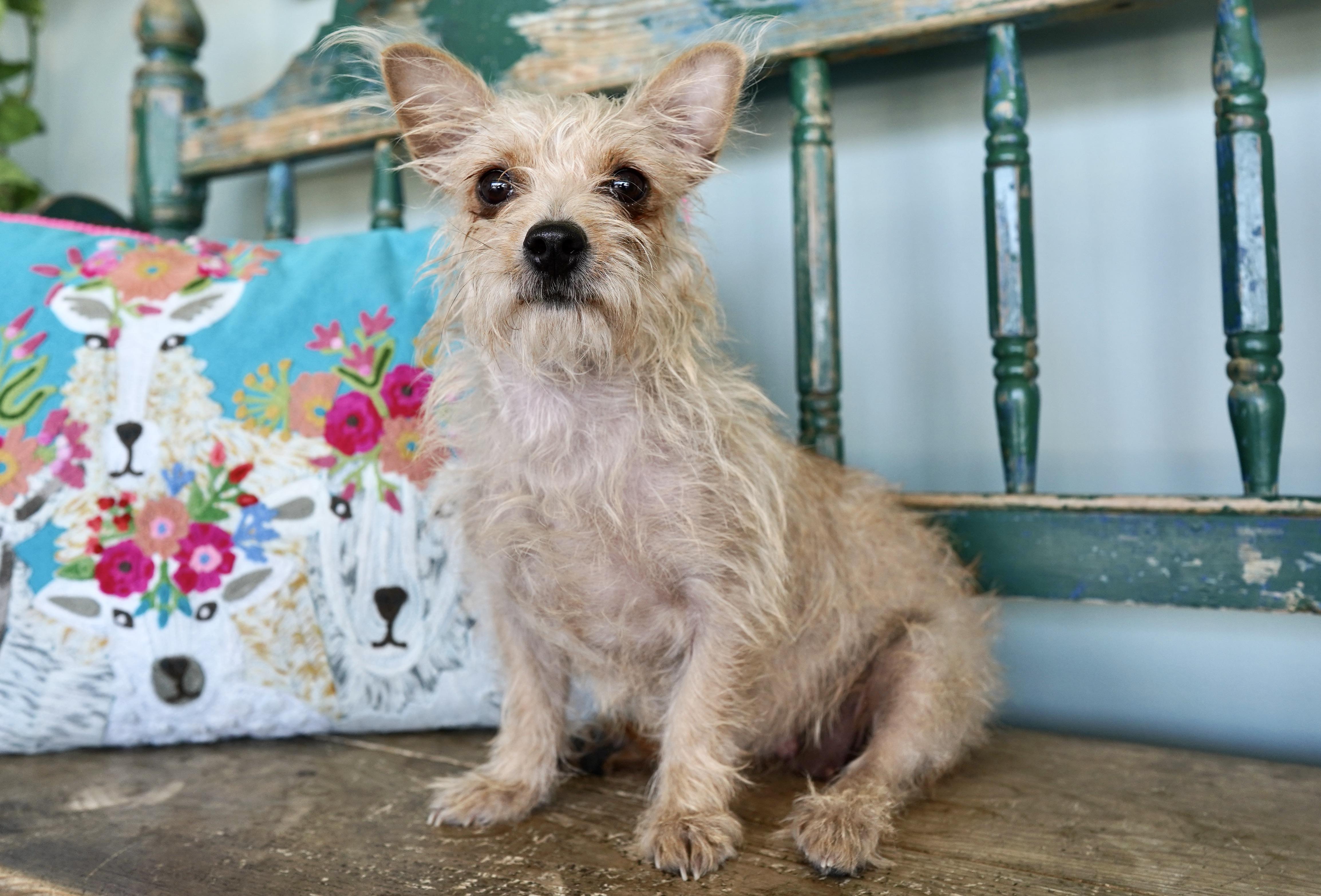 Mary Shelley thumbnail 3