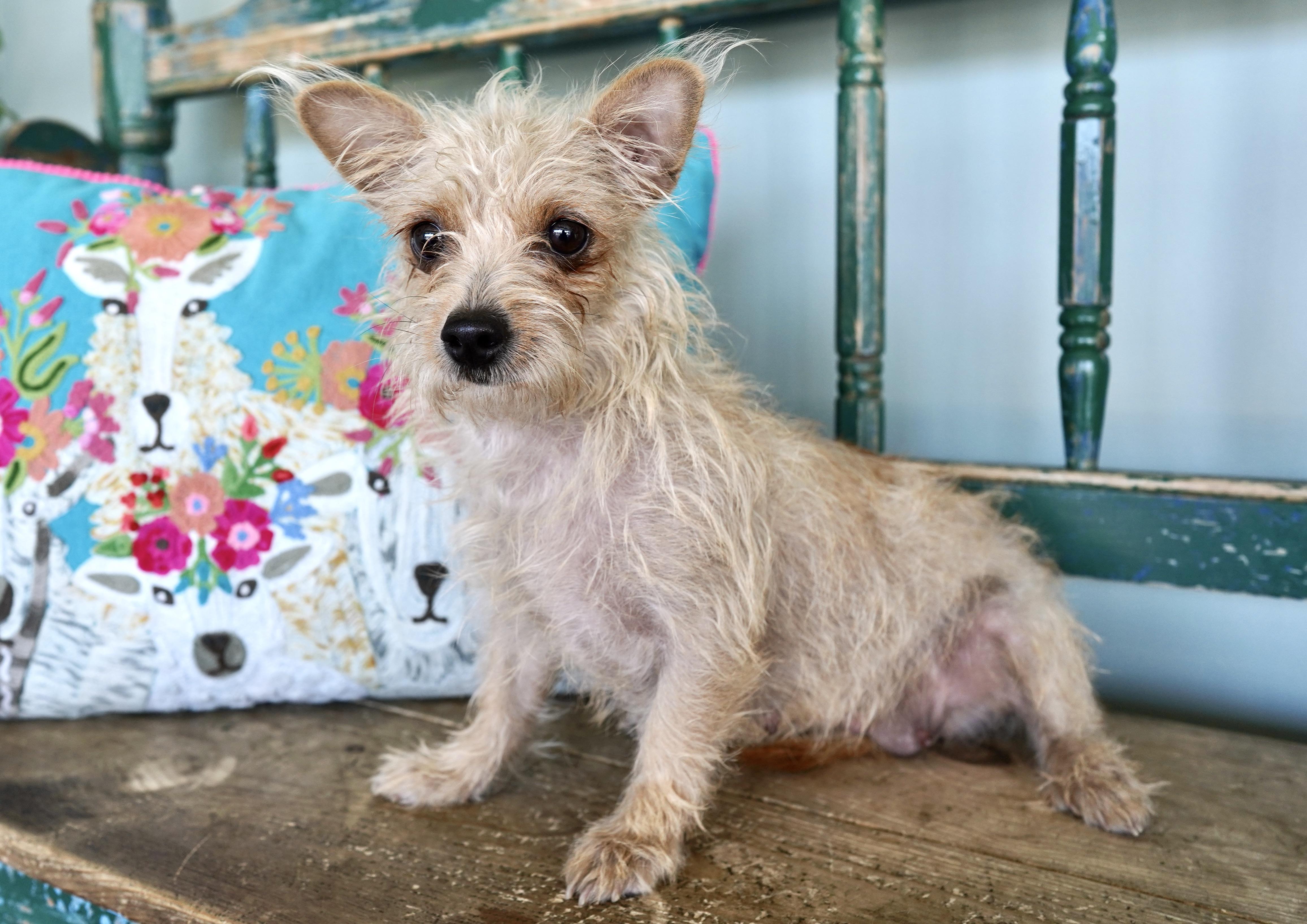 Mary Shelley thumbnail 5