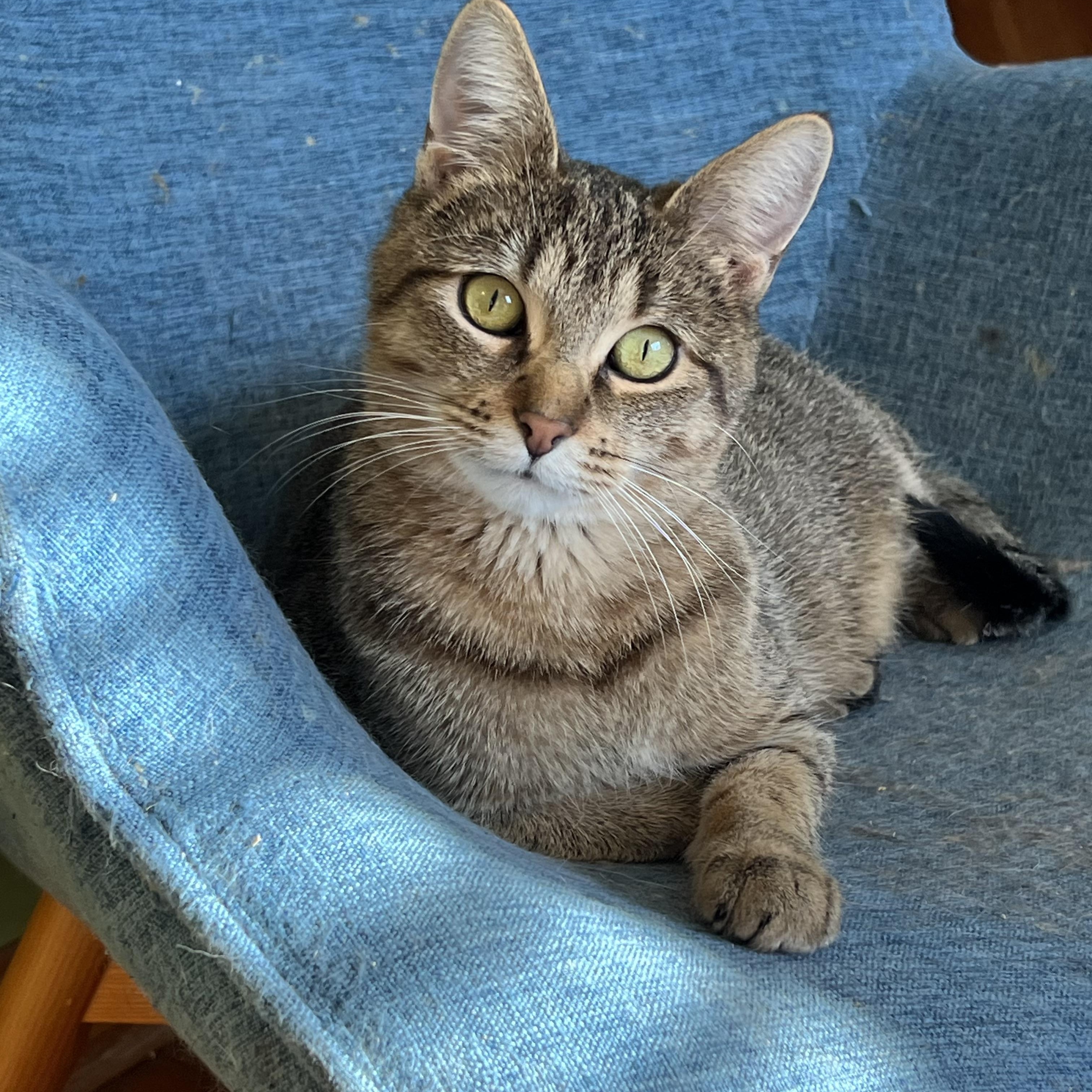 Bremen, Adoptable, Young Female Domestic Short Hair.