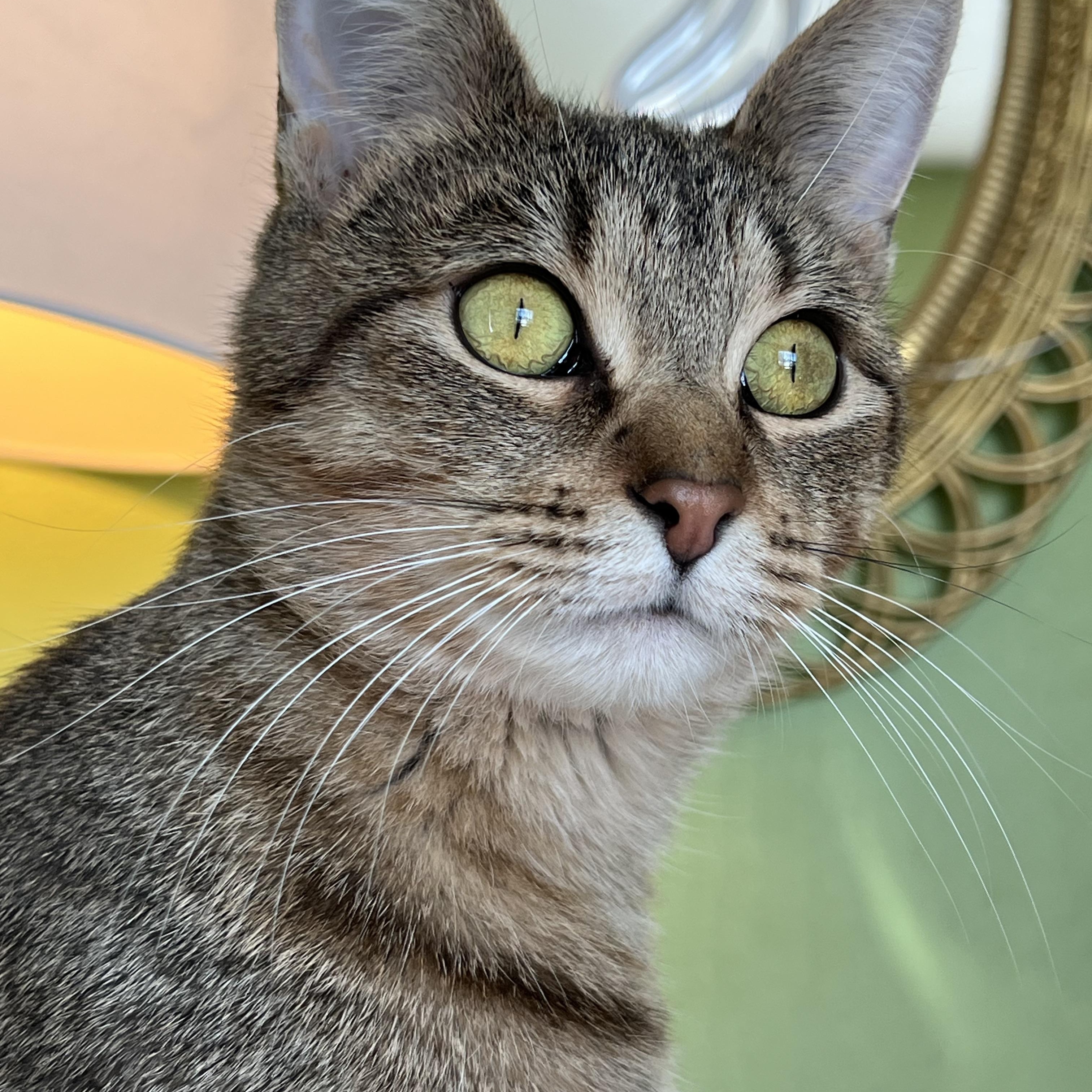 Enlarge Bremen, a Adoptable Domestic Short Hair in Milwaukee, WI image 6/6