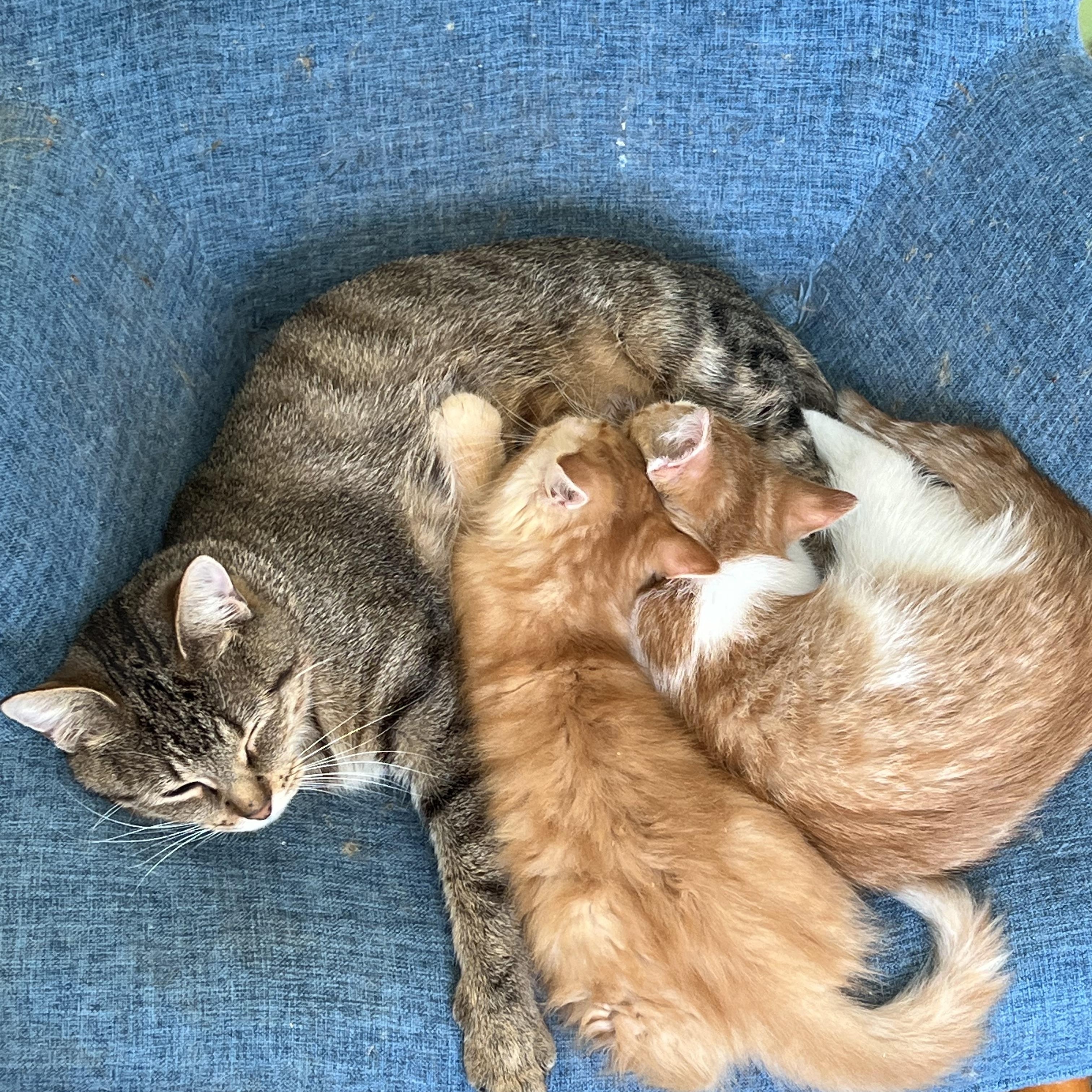 Enlarge Bremen, a Adoptable Domestic Short Hair in Milwaukee, WI image 2/6