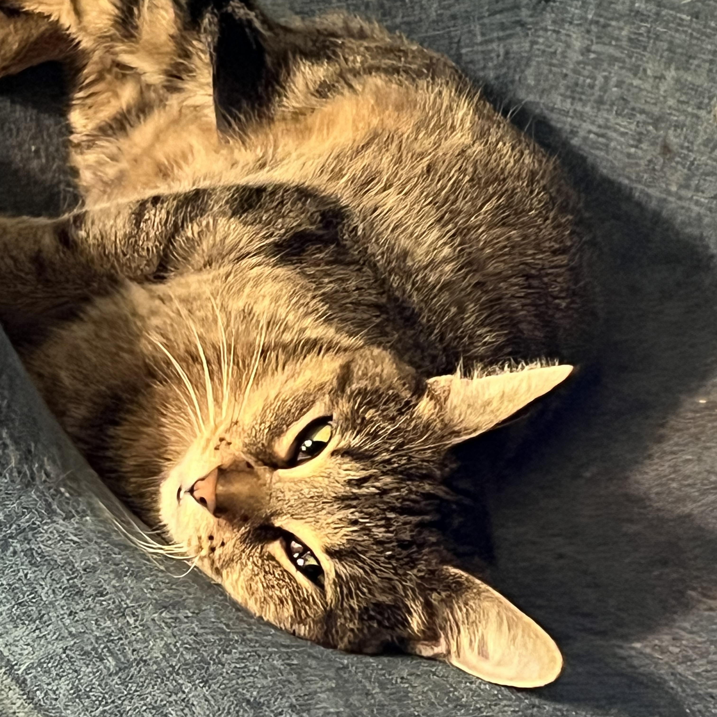 Enlarge Bremen, a Adoptable Domestic Short Hair in Milwaukee, WI image 3/6