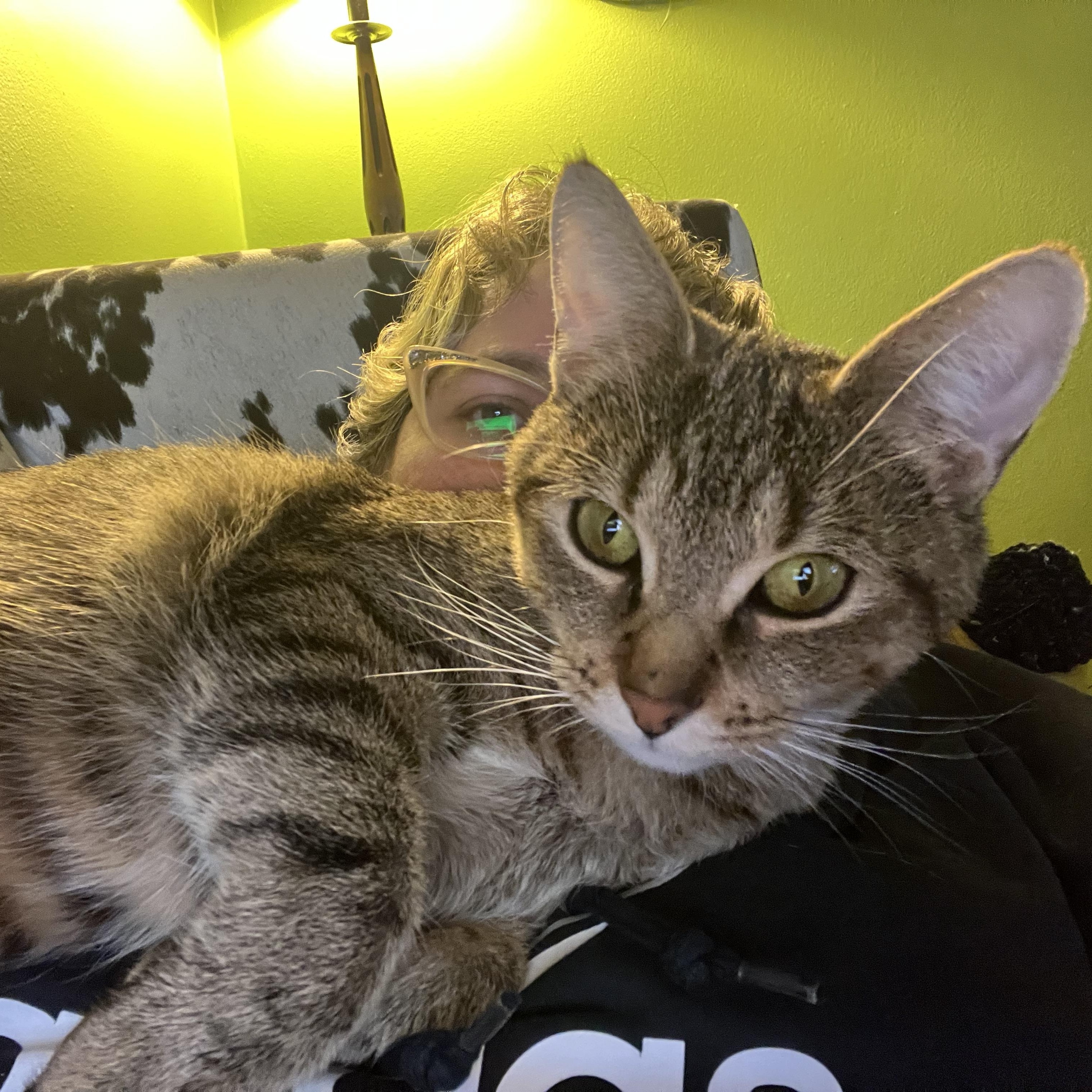 Enlarge Bremen, a Adoptable Domestic Short Hair in Milwaukee, WI image 5/6