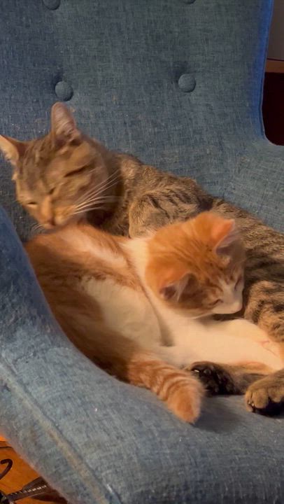 Enlarge Bremen, a Adoptable Domestic Short Hair in Milwaukee, WI video 4/6