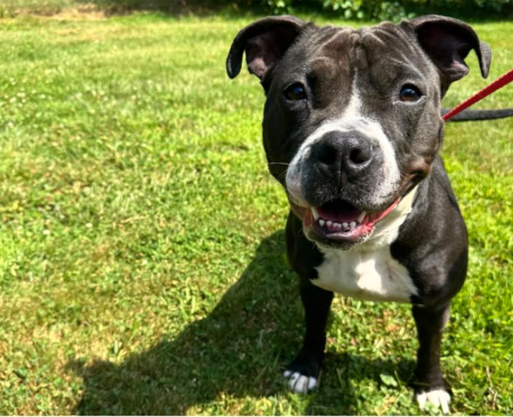 Enlarge Frankie, a Adoptable American Staffordshire Terrier in Northampton, MA image 1/5