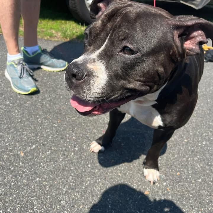 Enlarge Frankie, a Adoptable American Staffordshire Terrier in Northampton, MA image 4/5