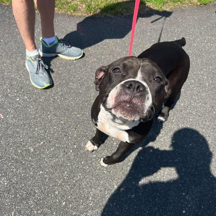Enlarge Frankie, a Adoptable American Staffordshire Terrier in Northampton, MA image 3/5