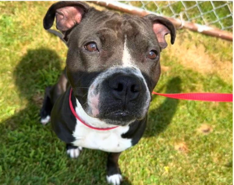 Enlarge Frankie, a Adoptable American Staffordshire Terrier in Northampton, MA image 2/5