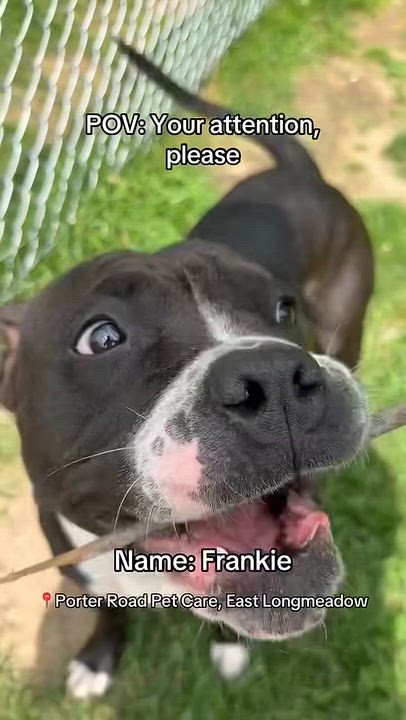 Enlarge Frankie, a Adoptable American Staffordshire Terrier in Northampton, MA video 5/5