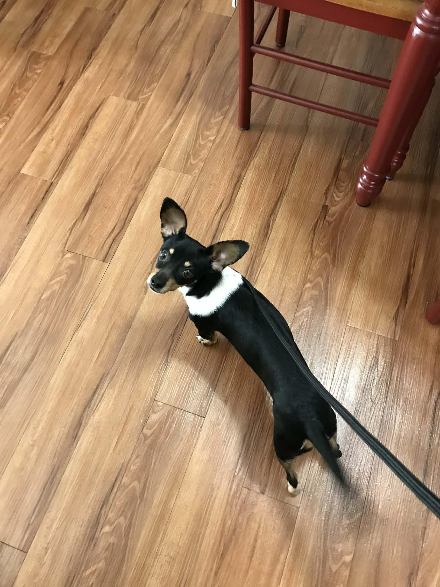 Misa, Adopted, Young Female Chihuahua & Dachshund.