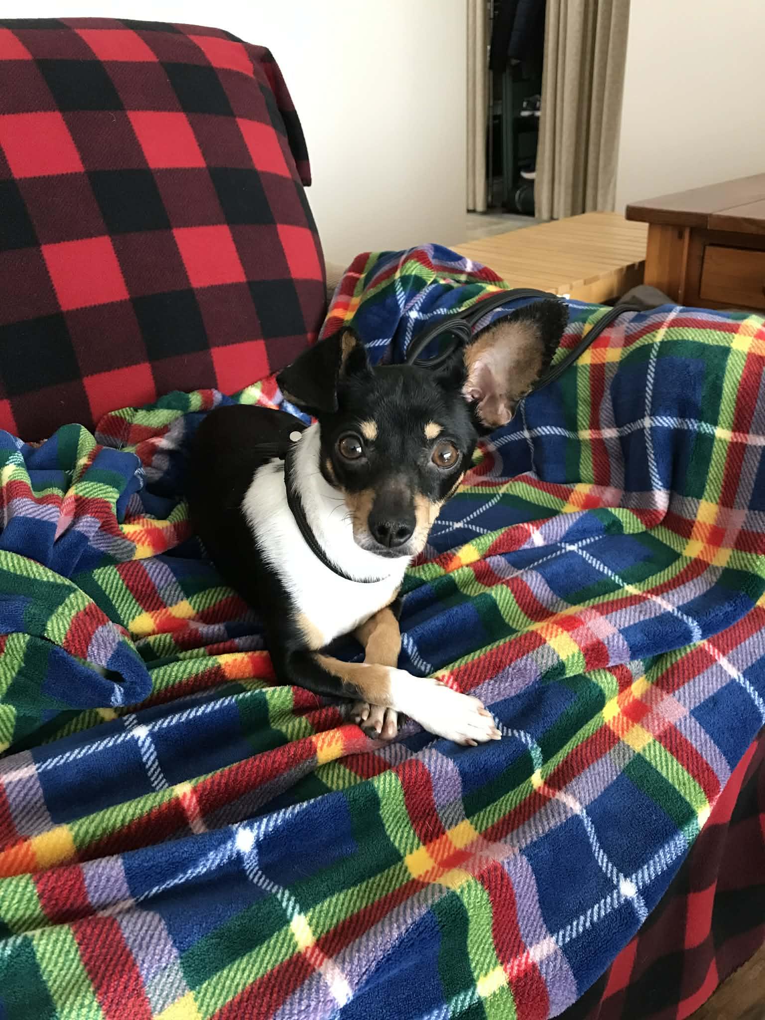 Misa, a Adopted mixed breed in Minneapolis, MN image 2/3
