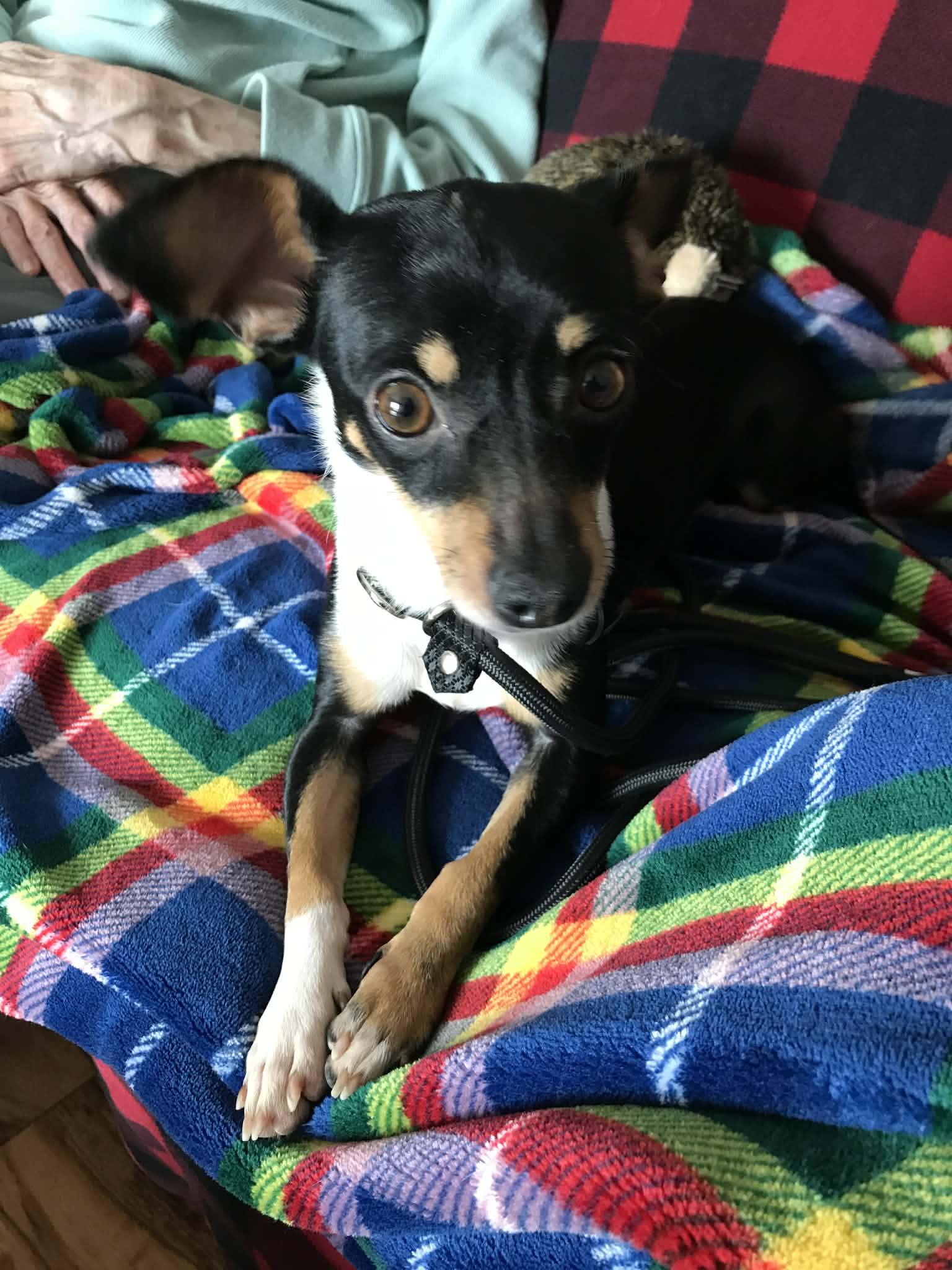 Misa, a Adopted mixed breed in Minneapolis, MN image 3/3