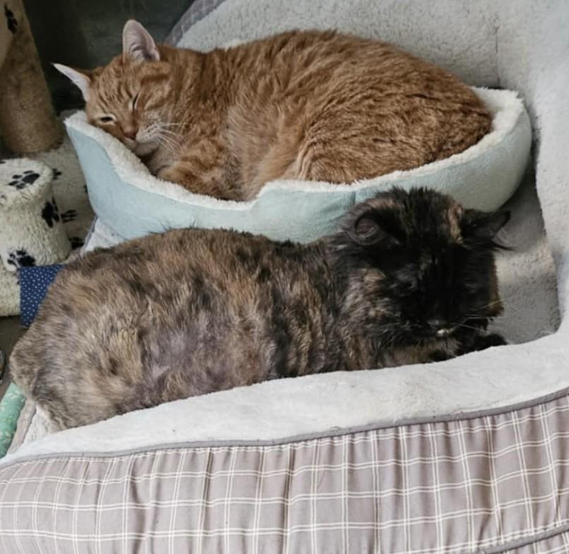 Enlarge Pretty Girl and Thomas, a ADOPTABLE Domestic Long Hair in Chappell, NE image 1/1