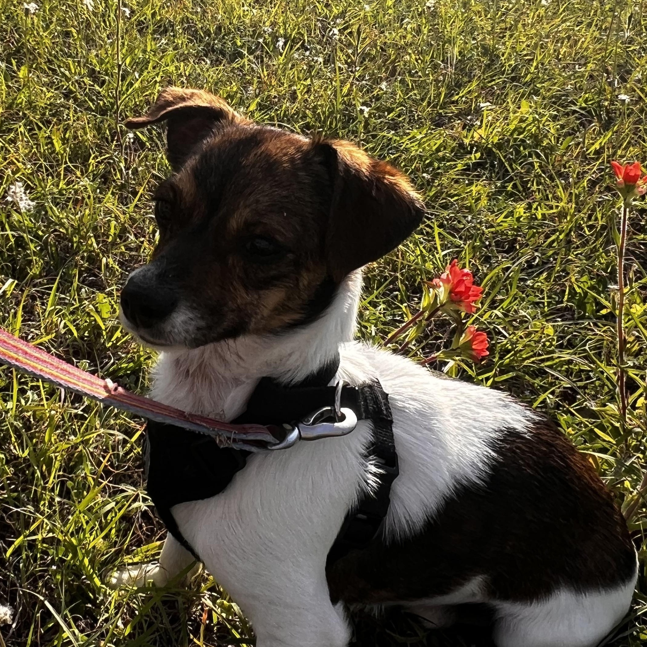Enlarge Dante , a ADOPTABLE Chihuahua in Weatherford, TX image 3/4