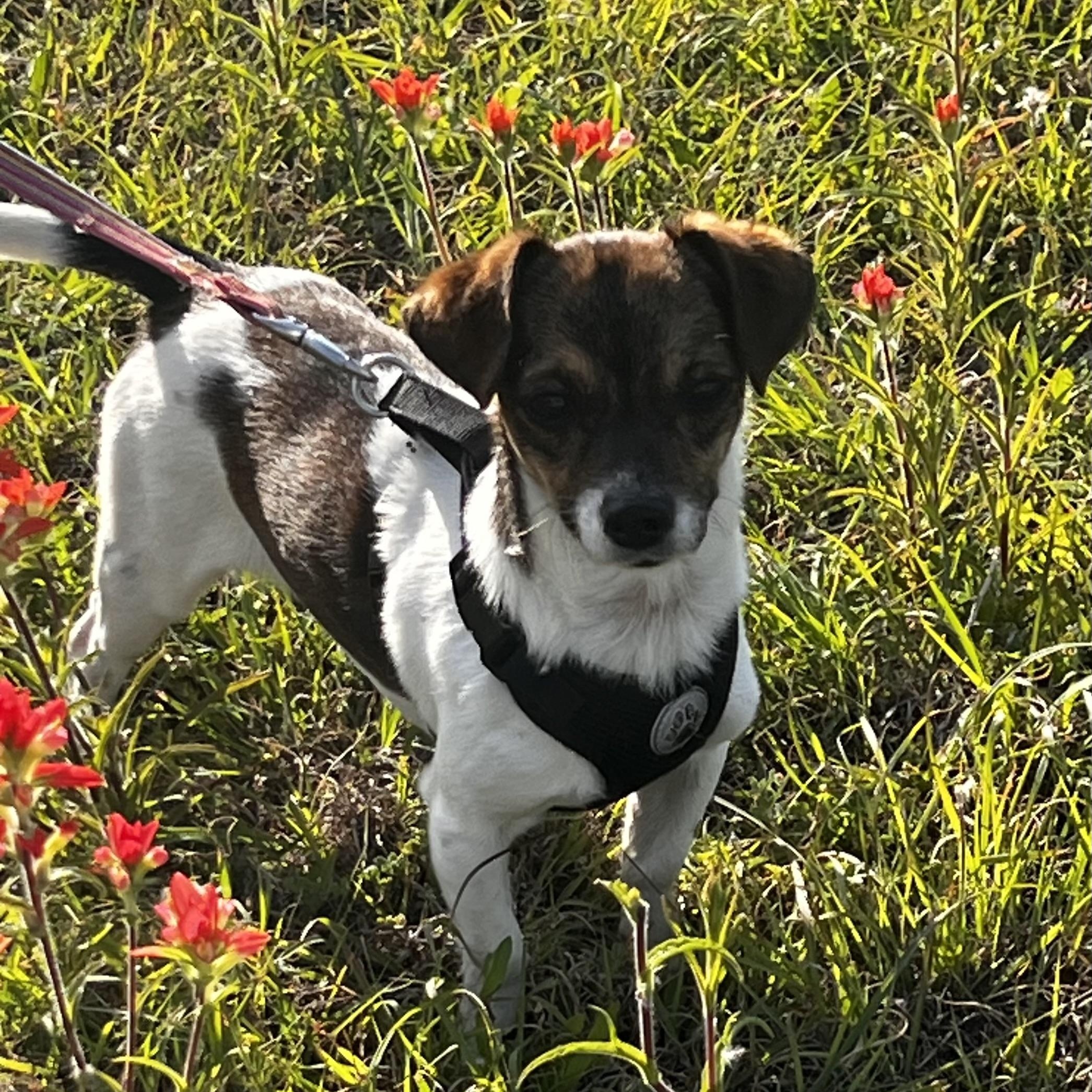 Enlarge Dante , a ADOPTABLE Chihuahua in Weatherford, TX image 1/4