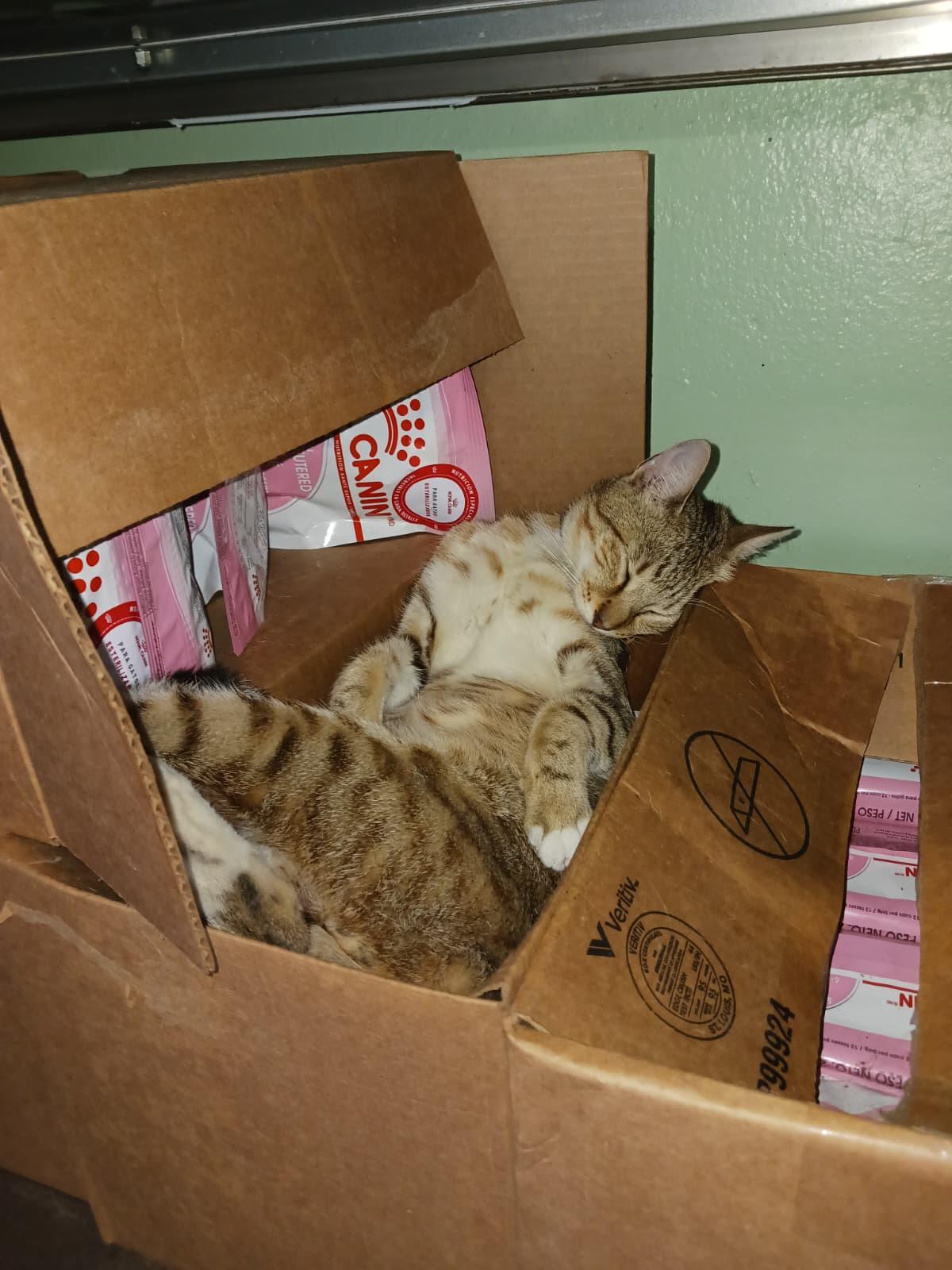 Enlarge Echo, a ADOPTABLE Domestic Short Hair in San Juan, PR image 2/5