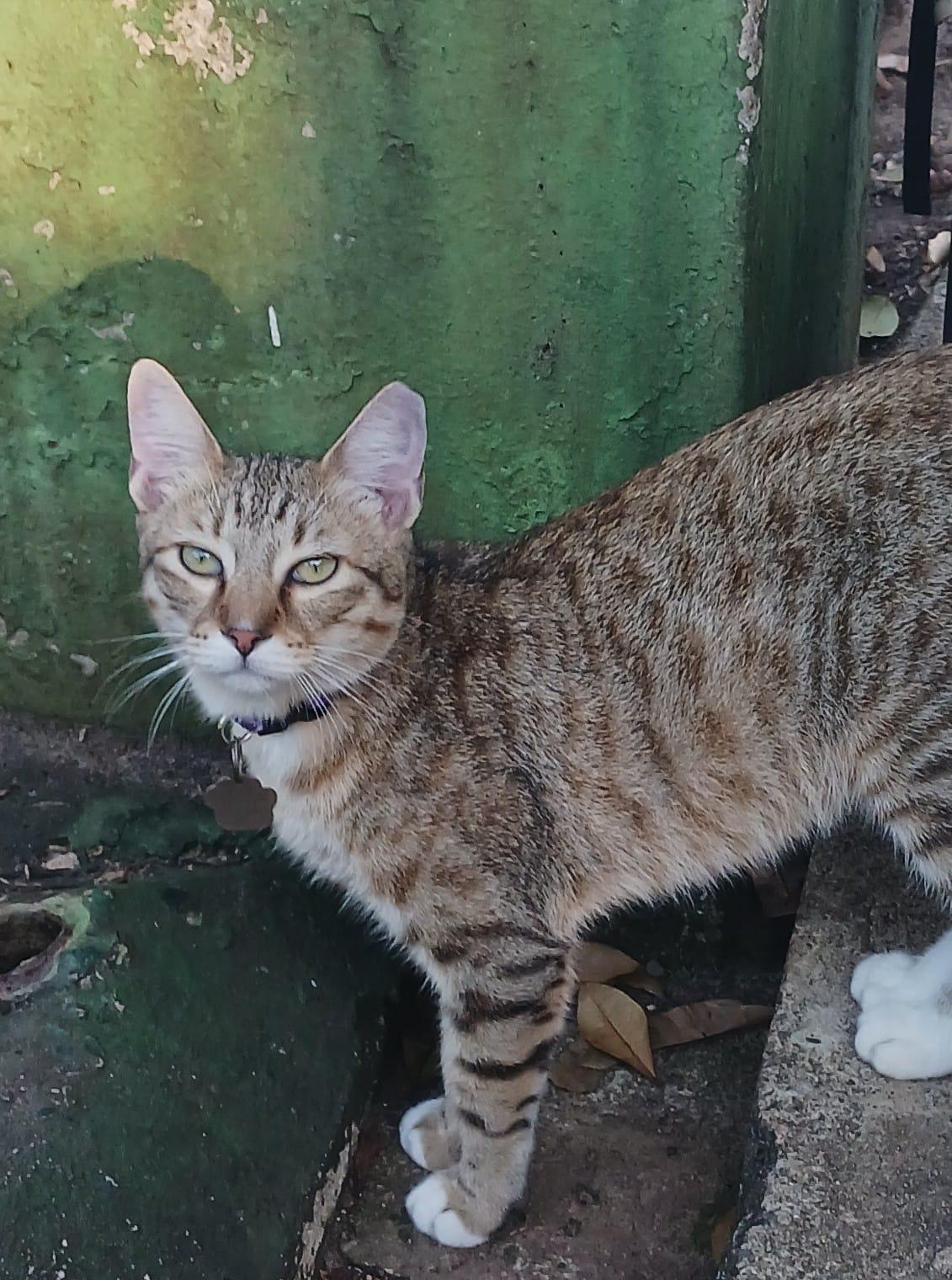 Echo, ADOPTABLE, Young Male Domestic Short Hair.