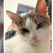 Enlarge Maggie, an adoptable Domestic Short Hair in Brooklyn, NY image 2/6