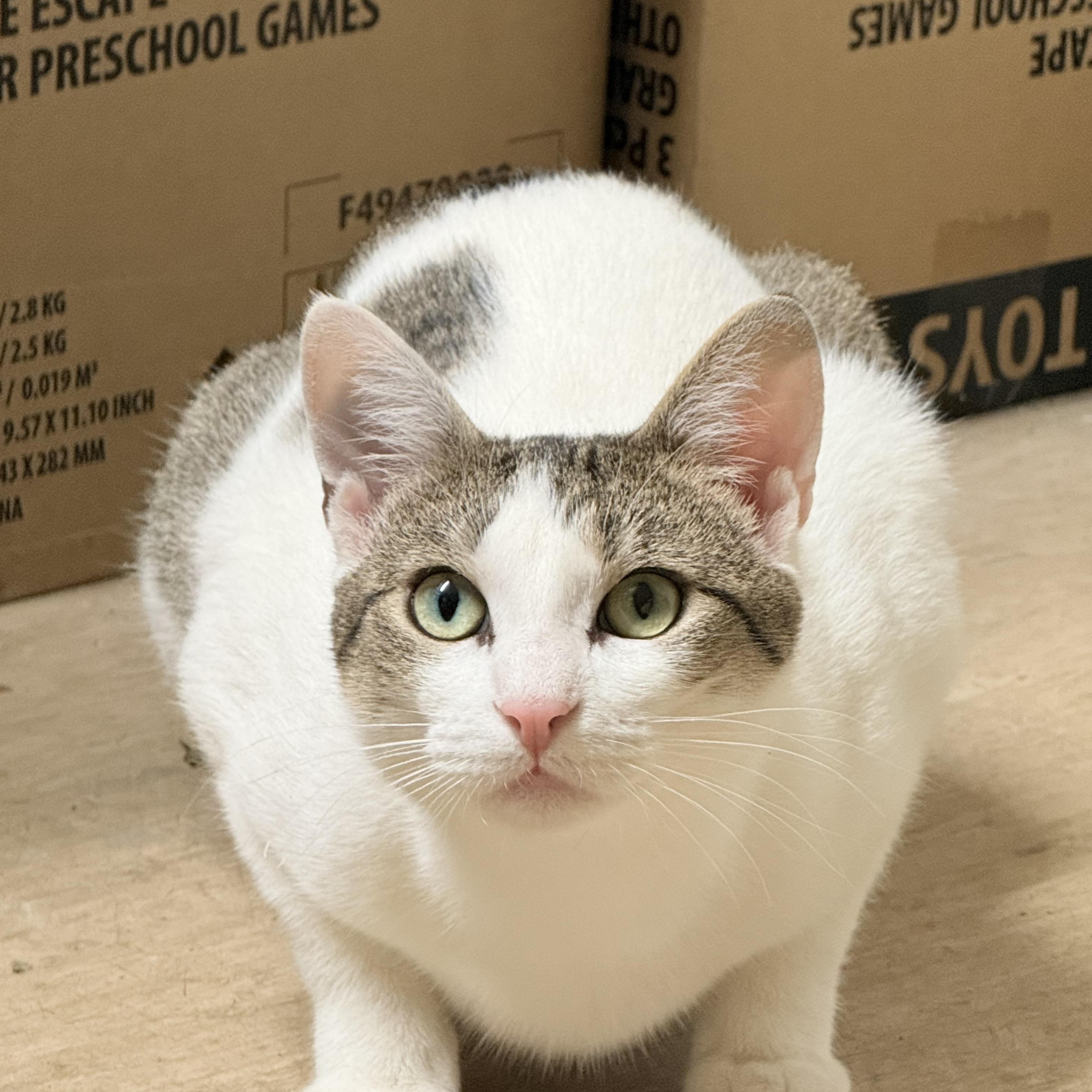 Enlarge Maggie, an adoptable Domestic Short Hair in Brooklyn, NY image 1/6