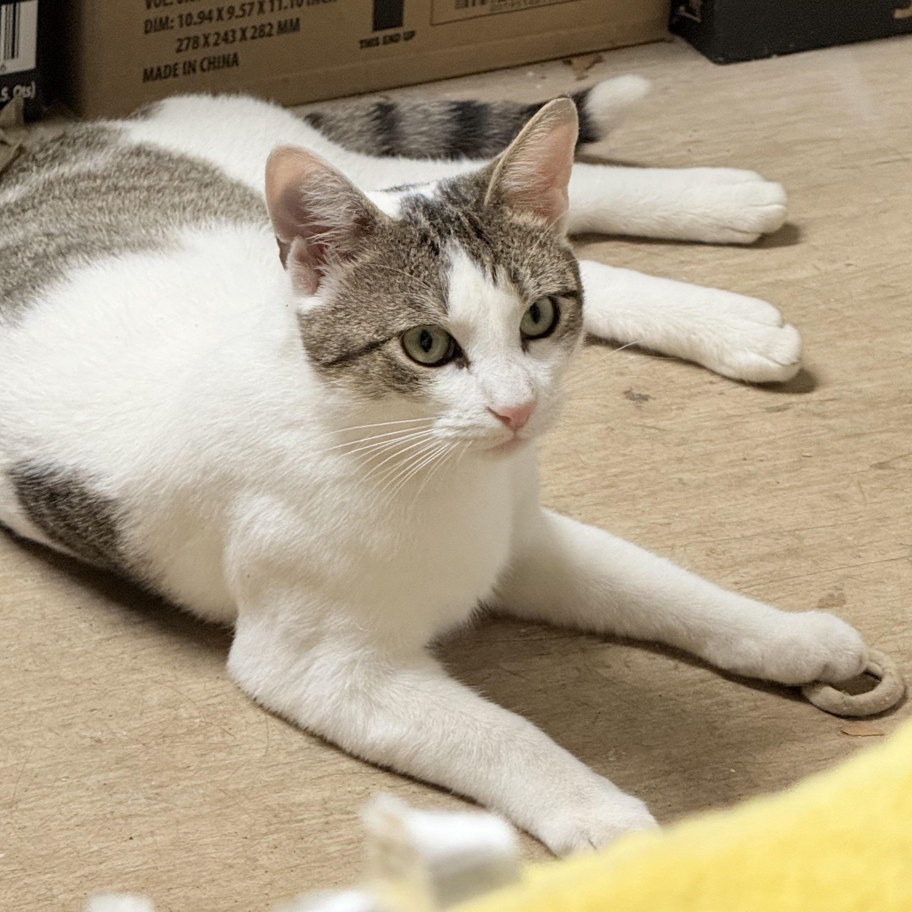 Enlarge Maggie, an adoptable Domestic Short Hair in Brooklyn, NY image 3/6