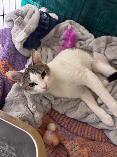 Enlarge Maggie, an adoptable Domestic Short Hair in Brooklyn, NY image 4/6