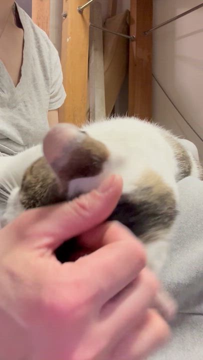 Enlarge Maggie, an adoptable Domestic Short Hair in Brooklyn, NY video 6/6
