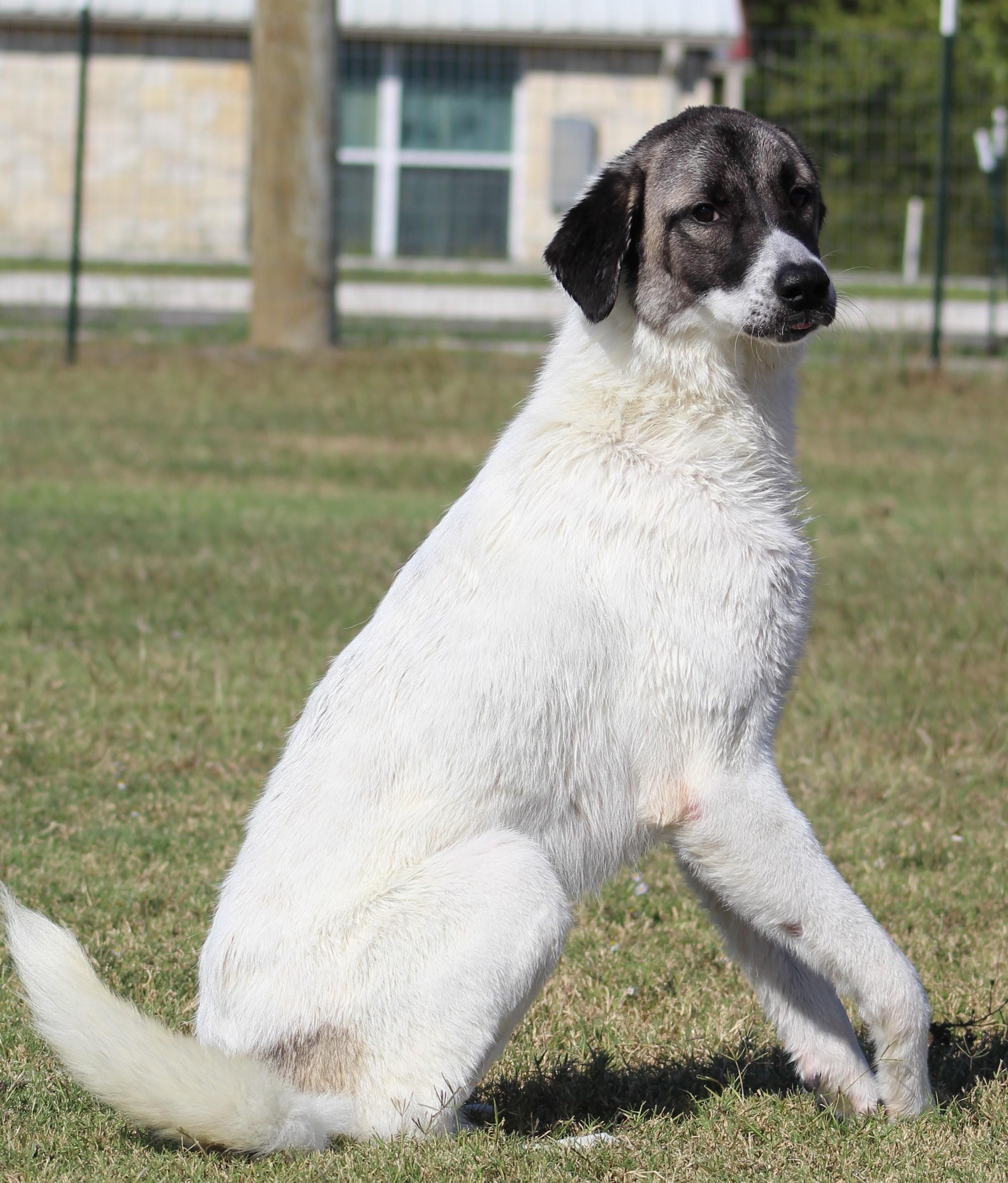 Enlarge Judy, a Adoptable Anatolian Shepherd in Temple, TX image 1/6