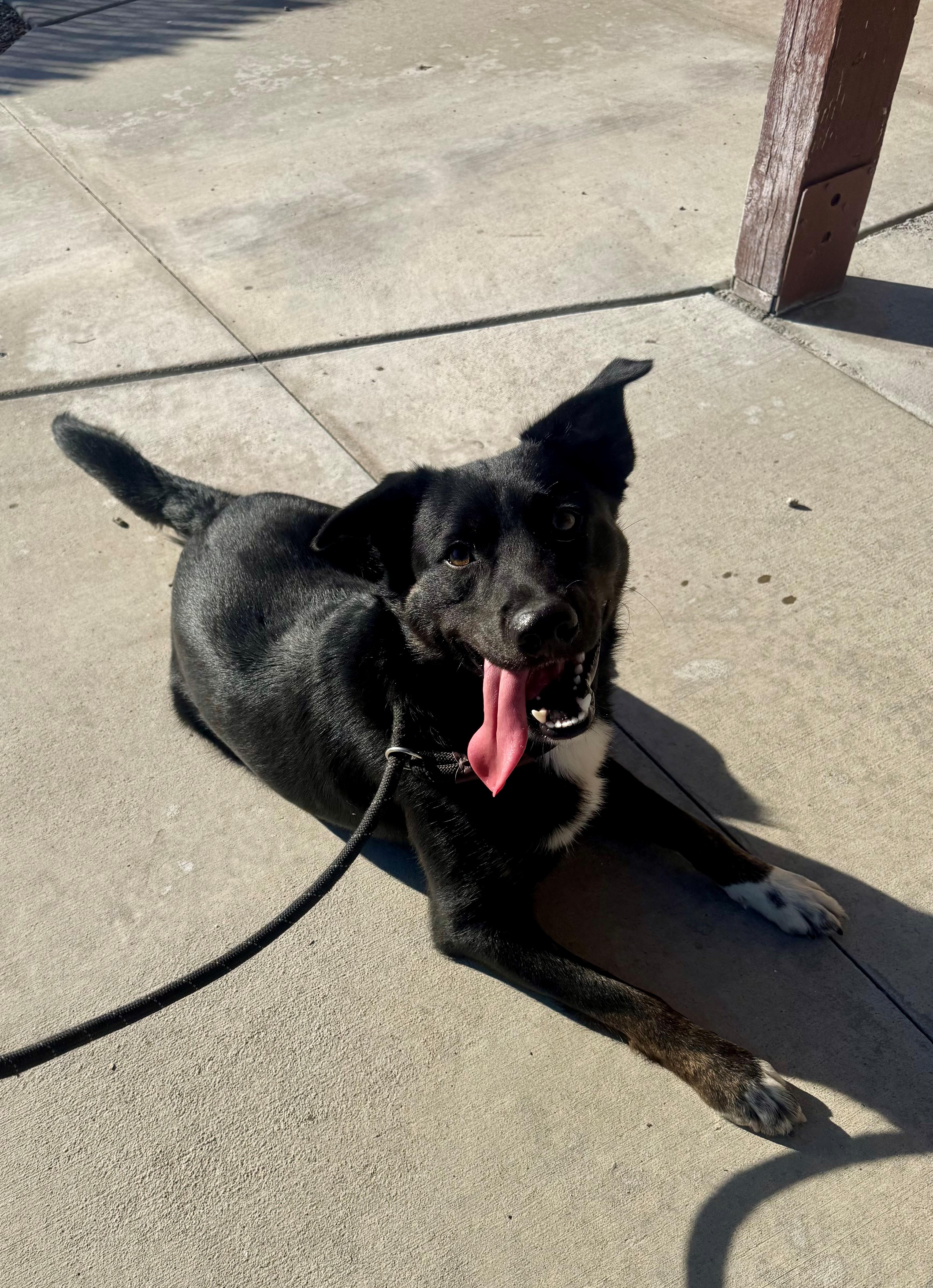 Riley, Adoptable, Young Male Border Collie.