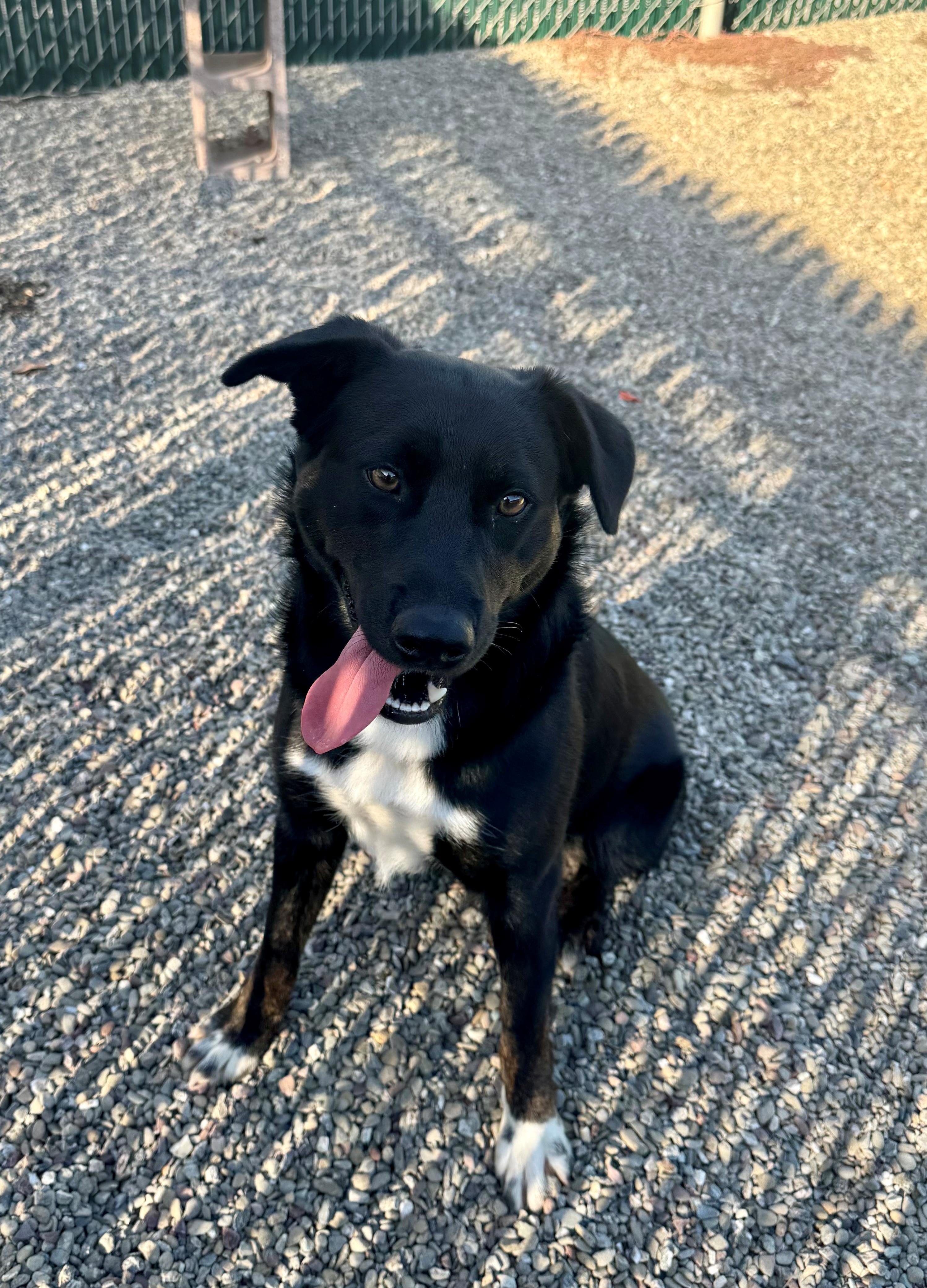 Enlarge Riley, a Adoptable mixed breed in Ripon, CA image 2/3