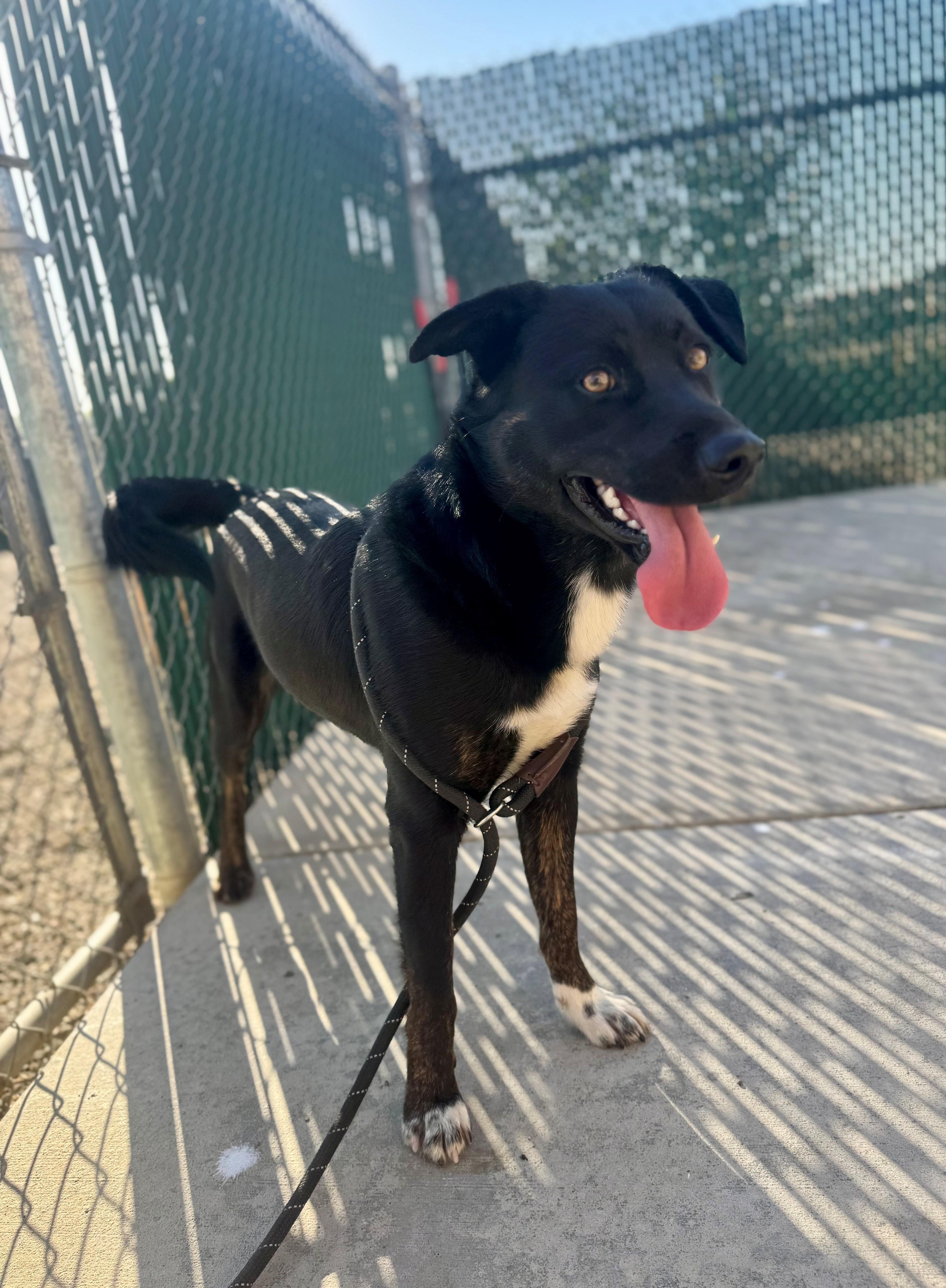 Enlarge Riley, a Adoptable mixed breed in Ripon, CA image 3/3